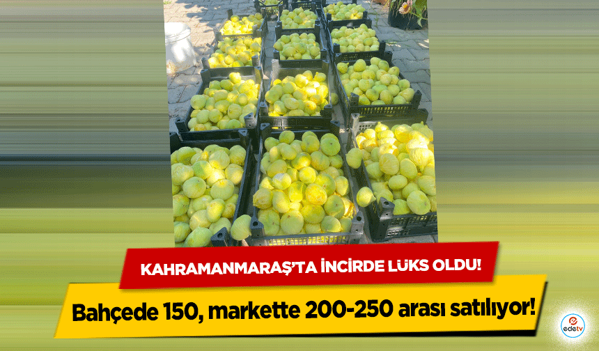 Kahramanmaraş’ta incirde lüks oldu! Bahçede 150 markette 200-250 arası satılıyor!