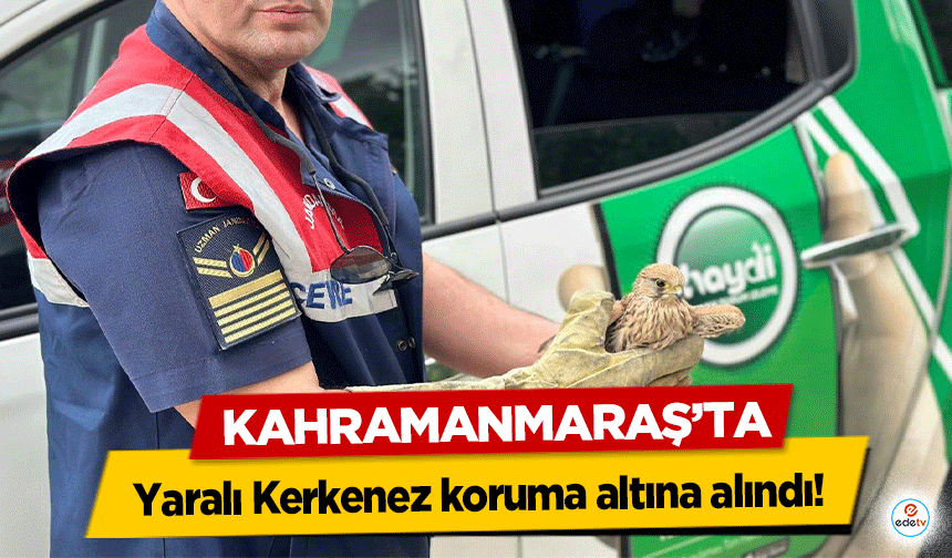 Kahramanmaraş’ta Yaralı Kerkenez koruma altına alındı