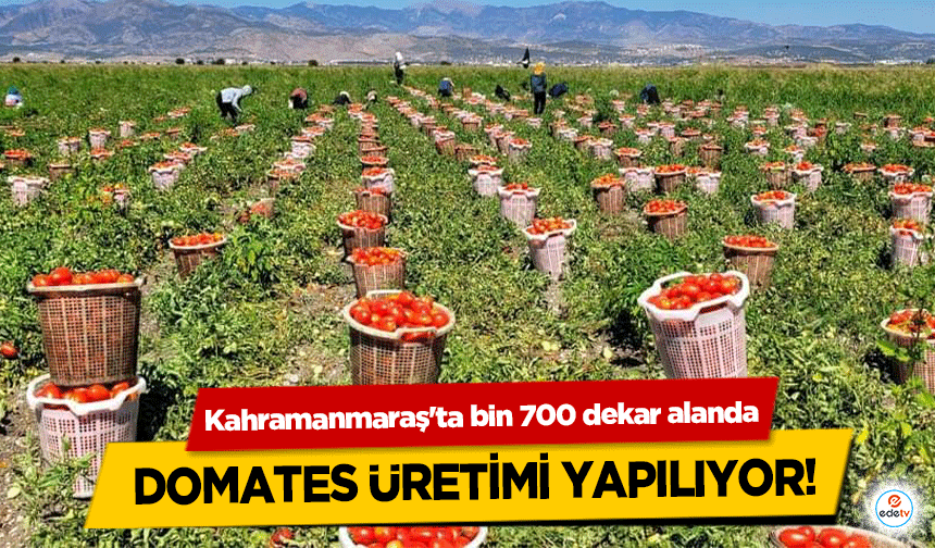 Kahramanmaraş'ta bin 700 dekar alanda domates üretimi yapılıyor