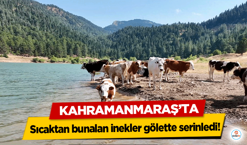 Kahramanmaraş’ta sıcaktan bunalan inekler gölette serinledi!