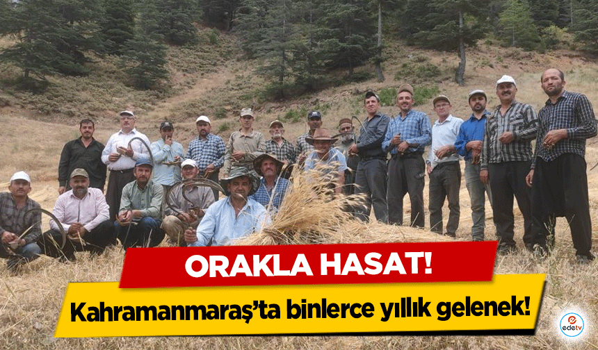 Kahramanmaraş’ta binlerce yıllık gelenek! Orakla hasat!