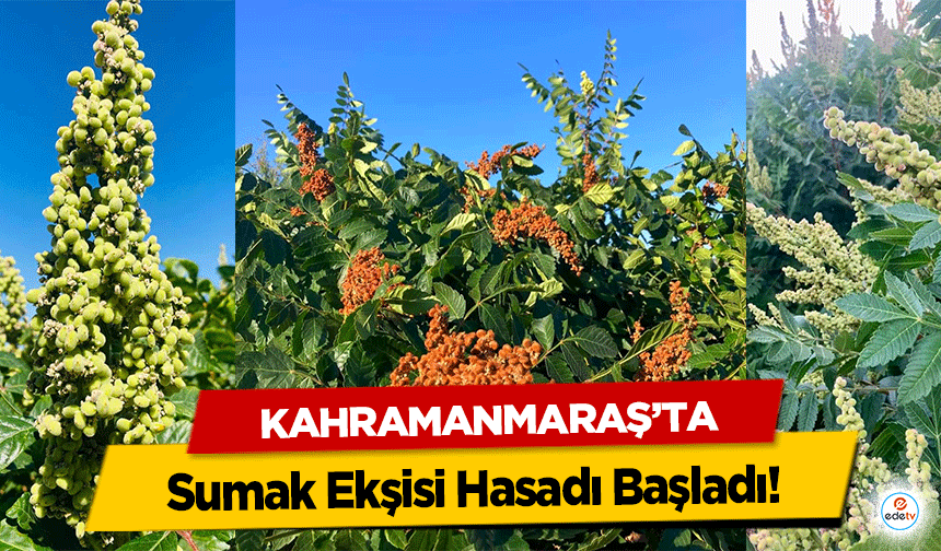 Kahramanmaraş'ta Sumak Ekşisi Hasadı Başladı