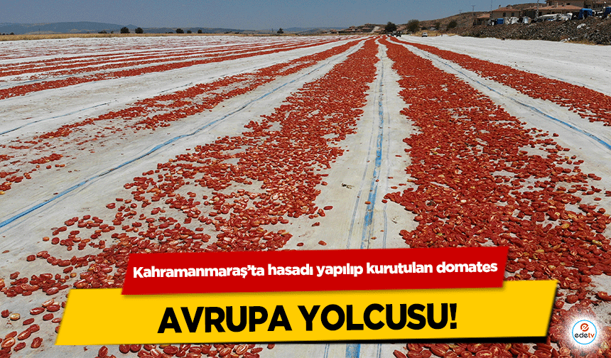 Kahramanmaraş’ta hasadı yapılıp kurutulan domates Avrupa yolcusu!