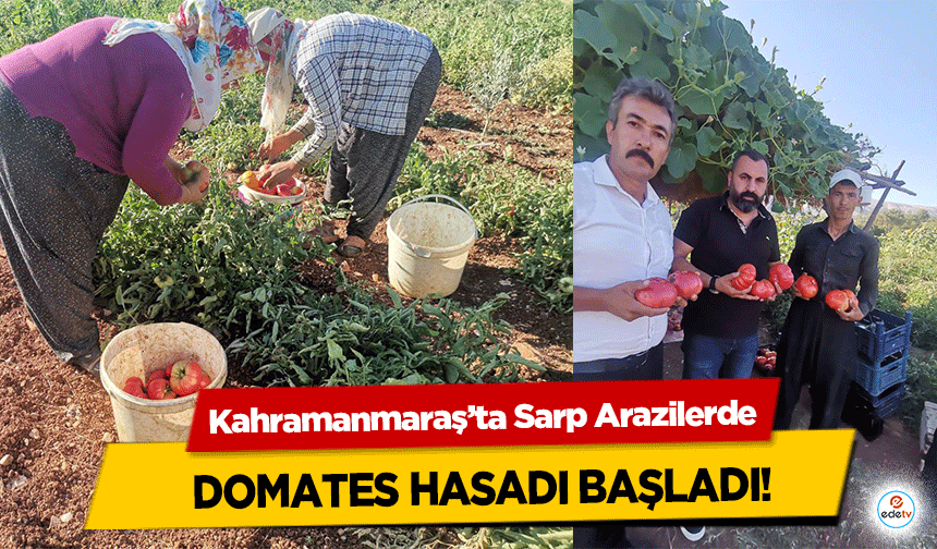 Kahramanmaraş’ta Sarp Arazilerde domates hasadı başladı