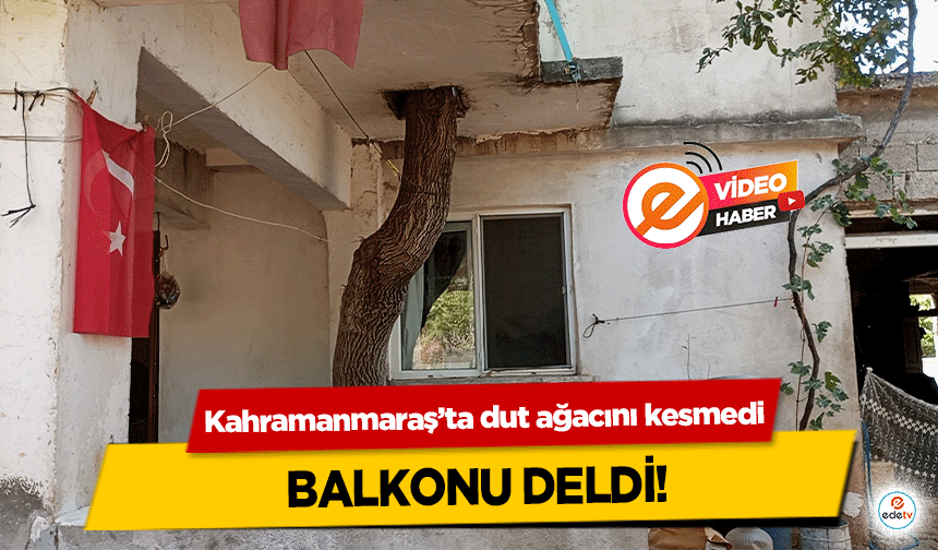 Kahramanmaraş’ta dut ağacını kesmedi, balkonu deldi!