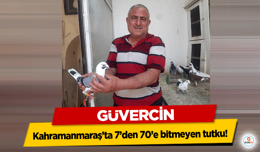 Kahramanmaraş’ta 7’den 70’e bitmeyen tutku! Güvercin