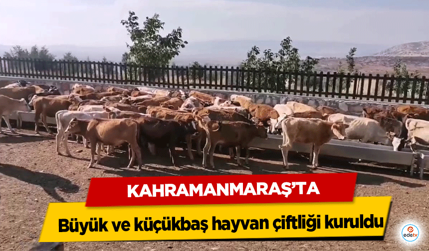 Kahramanmaraş’ta büyük ve küçükbaş hayvan çiftliği kuruldu