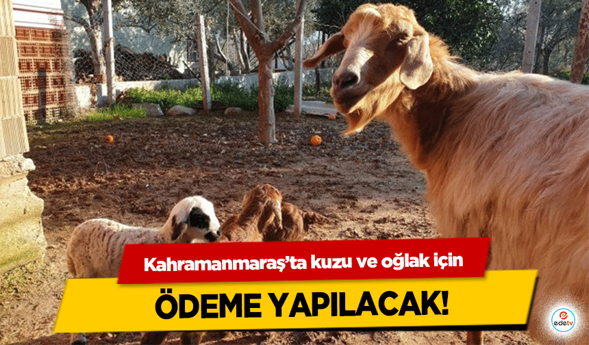 Kahramanmaraş’ta kuzu ve oğlak için ödeme yapılacak!