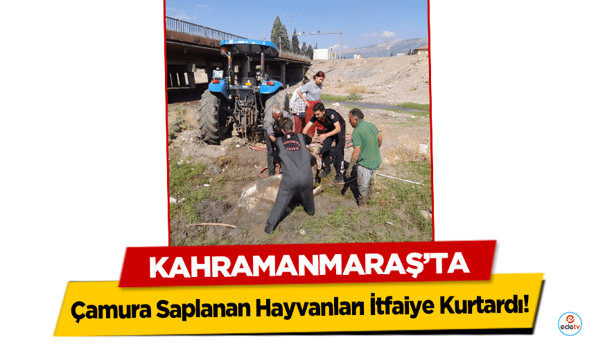 Kahramanmaraş’ta Çamura Saplanan Hayvanları İtfaiye Kurtardı!