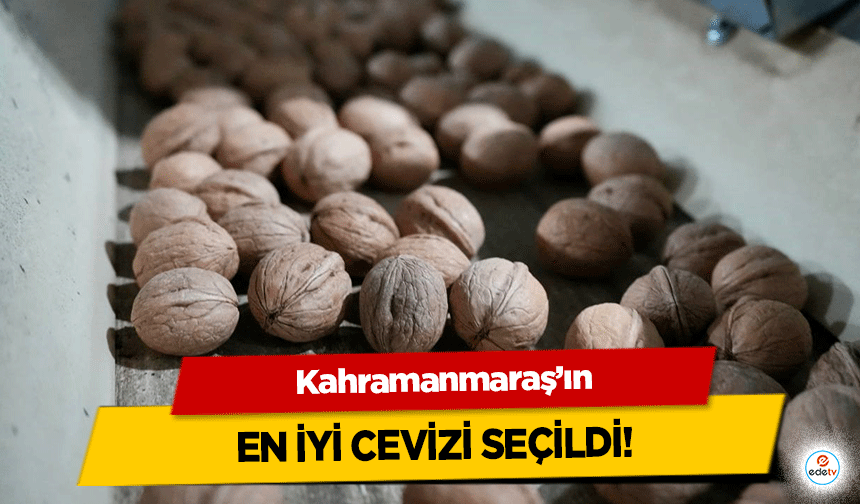 Kahramanmaraş’ın en iyi cevizi seçildi!