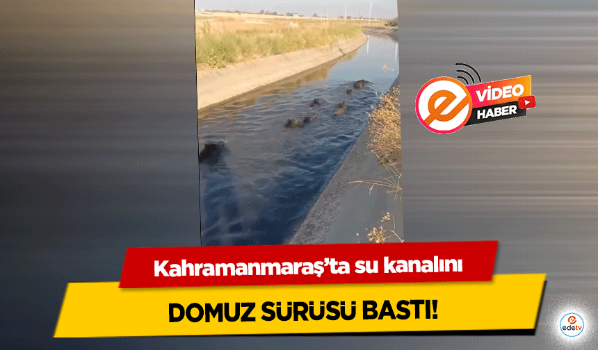 Kahramanmaraş’ta su kanalını domuz sürüsü bastı