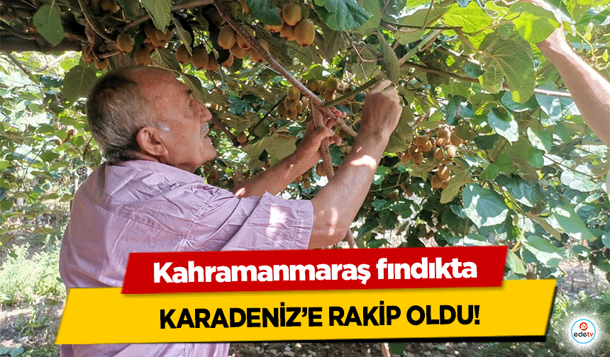 Kahramanmaraş fındıkta Karadeniz’e rakip oldu!