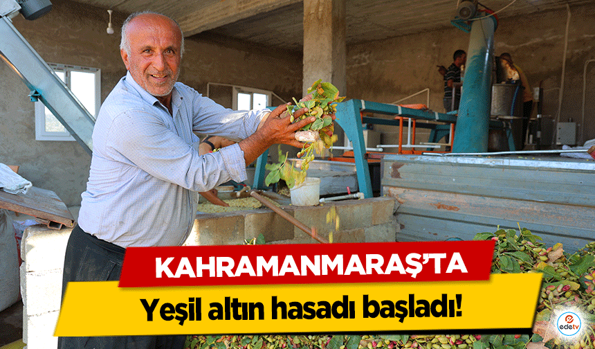 Kahramanmaraş'ta yeşil altın hasadı başladı!