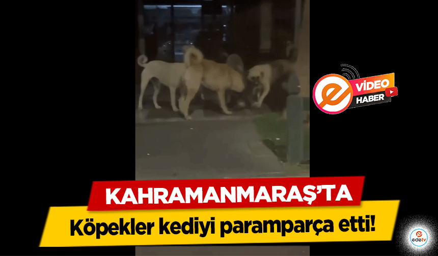 Kahramanmaraş’ta köpekler kediyi paramparça etti!