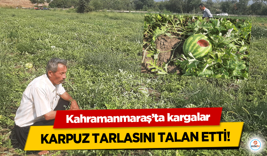 Kahramanmaraş’ta kargalar karpuz tarlasını talan etti!