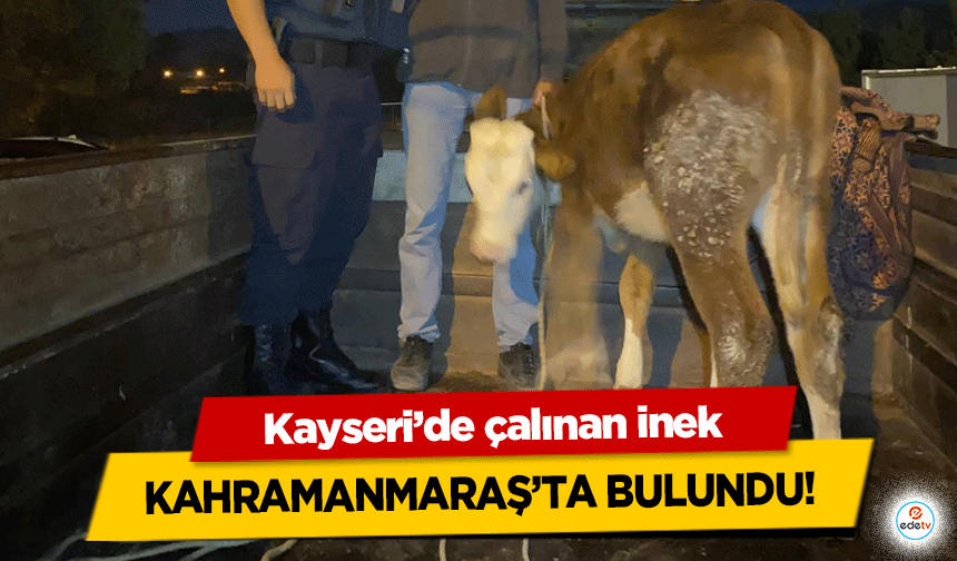 Kayseri’de çalınan inek Kahramanmaraş’ta bulundu!