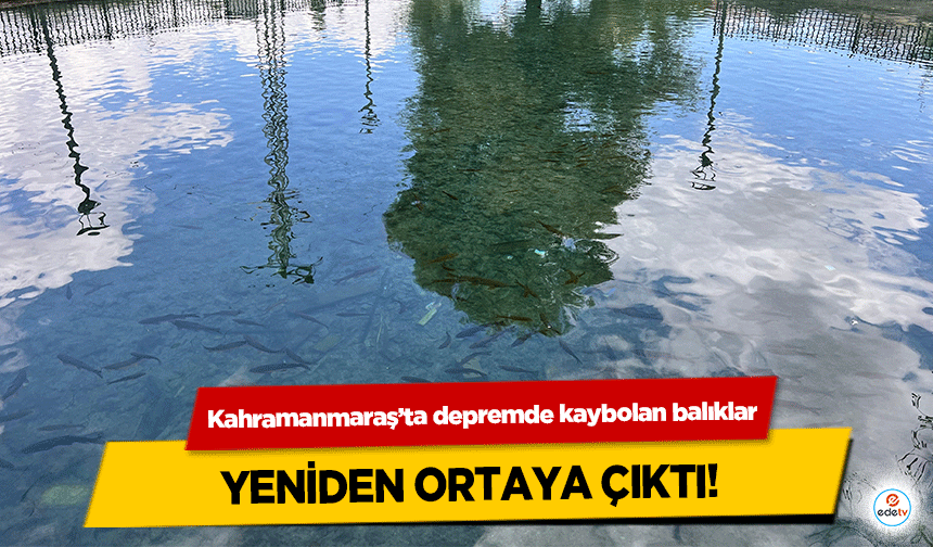 Kahramanmaraş’ta depremde kaybolan balıklar yeniden ortaya çıktı!