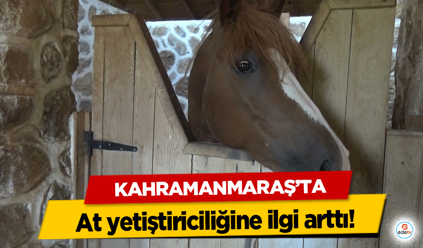 Kahramanmaraş’ta at yetiştiriciliğine ilgi arttı!