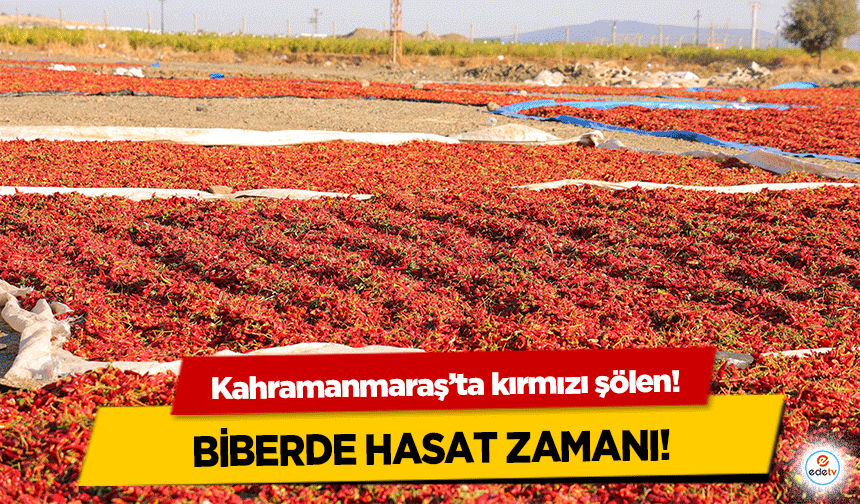 Kahramanmaraş’ta kırmızı şölen! Biberde hasat zamanı!