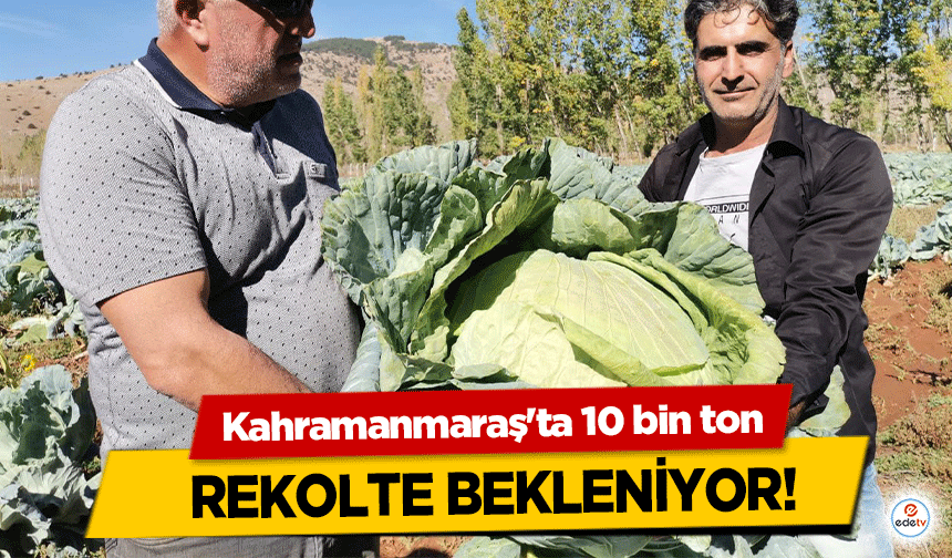 Kahramanmaraş'ta 10 bin ton rekolte bekleniyor!