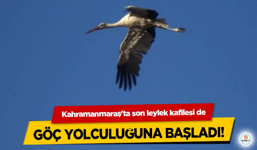 Kahramanmaraş'ta son leylek kafilesi de göç yolculuğuna başladı!