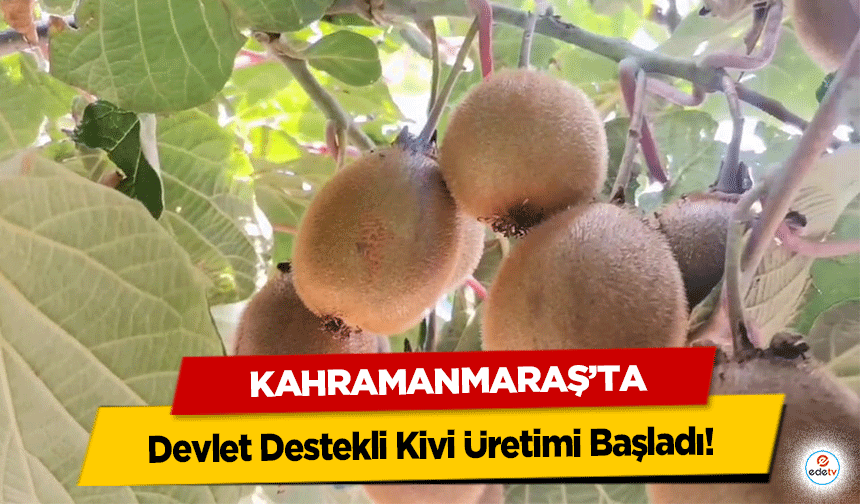 Kahramanmaraş’ta Devlet Destekli Kivi Üretimi Başladı!