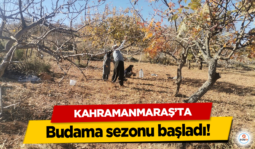 Kahramanmaraş’ta budama sezonu başladı!