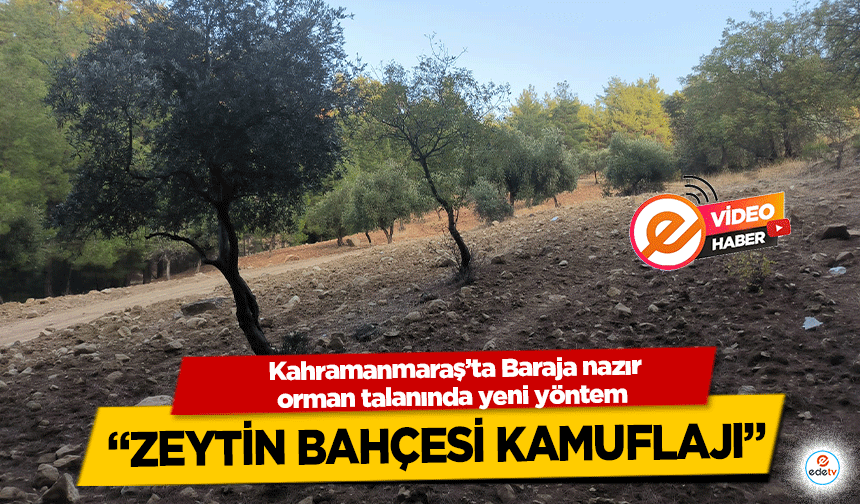 Kahramanmaraş’ta Baraja nazır orman talanında yeni yöntem “Zeytin bahçesi kamuflajı”