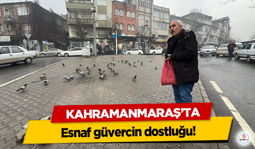 Kahramanmaraş’ta esnaf güvercin dostluğu!