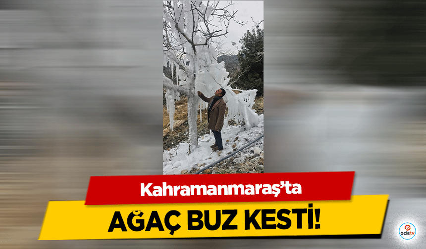 Kahramanmaraş'ta Soğuğu en iyi anlatan kare! Ağaç Buz Kesti!