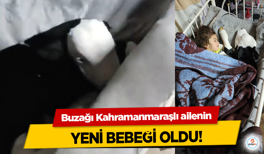 Buzağı Kahramanmaraşlı ailenin Yeni Bebeği Oldu!