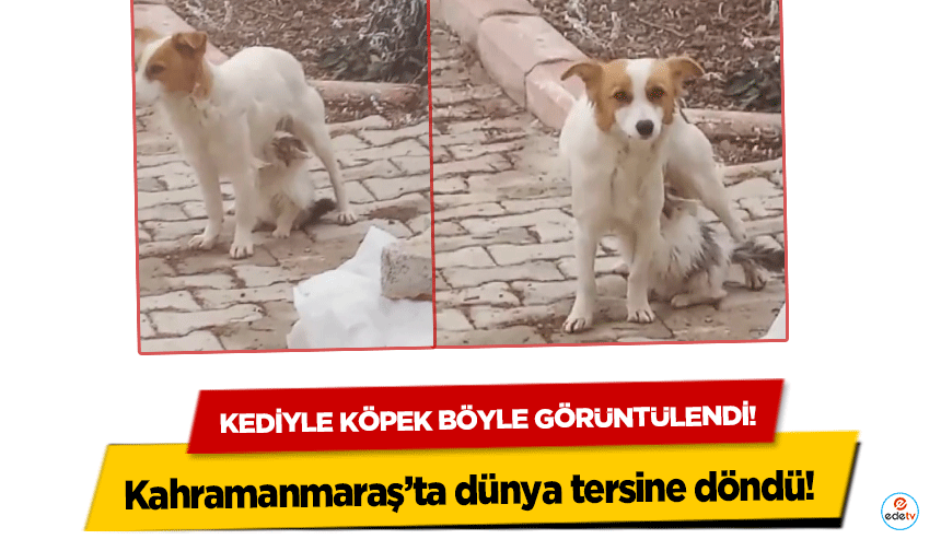 Kahramanmaraş’ta dünya tersine döndü! Kediyle köpek böyle görüntülendi!