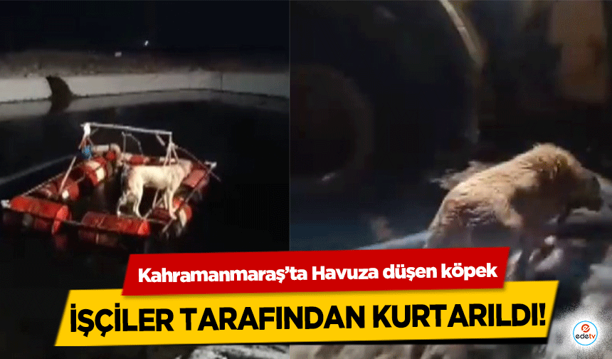 Kahramanmaraş’ta Havuza düşen köpek işçiler tarafından kurtarıldı