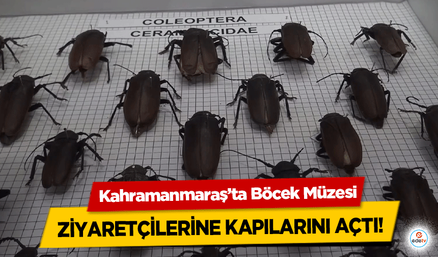 Kahramanmaraş’ta Böcek Müzesi ziyaretçilerine kapılarını açtı!