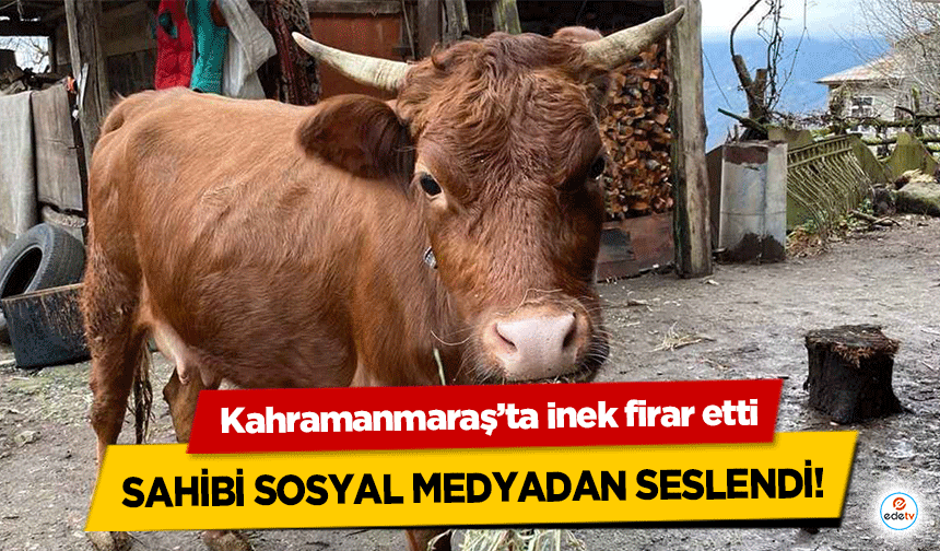 Kahramanmaraş’ta inek firar etti, sahibi sosyal medyadan seslendi!