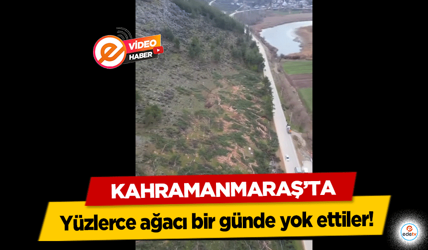 Kahramanmaraş’ta yüzlerce ağaç bir günde yok edildi!