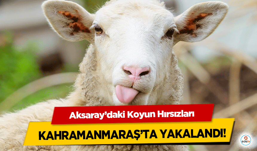 Aksaray’daki Koyun Hırsızları, Kahramanmaraş’ta yakalandı