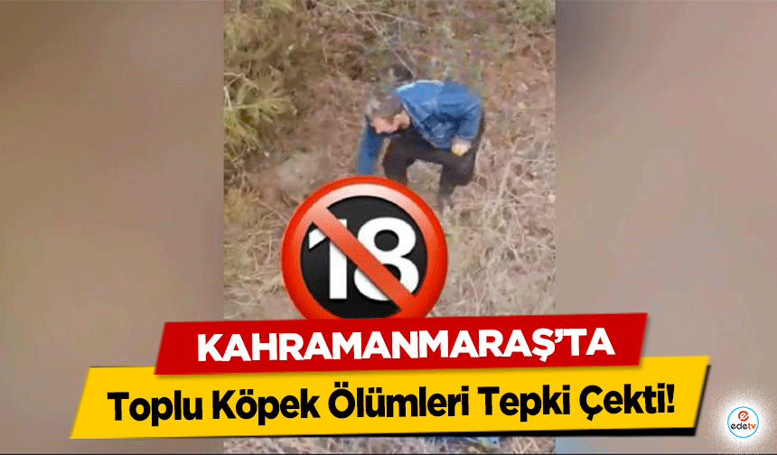 Kahramanmaraş’ta Toplu Köpek Ölümleri!