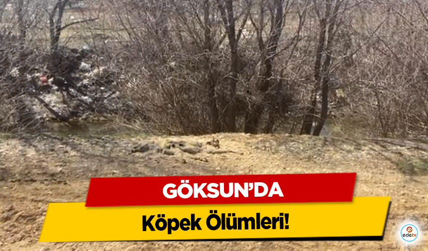 Göksun’da Köpek Ölümleri!