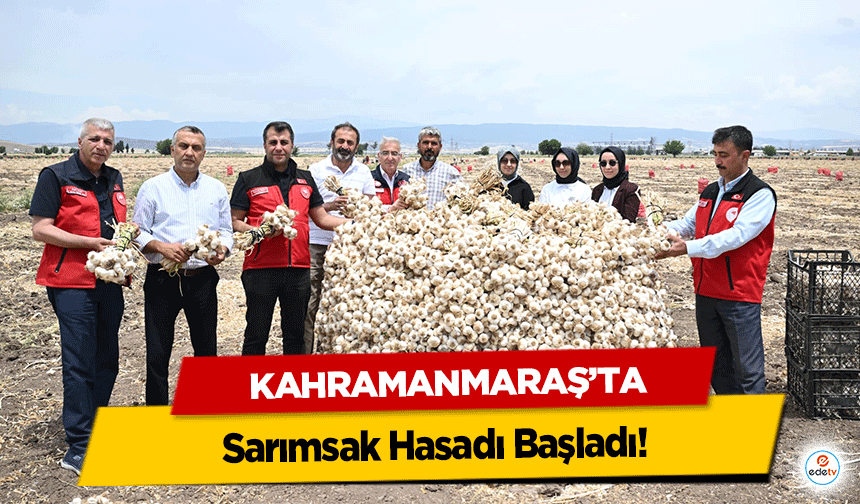 Kahramanmaraş’ta Sarımsak Hasadı Başladı!
