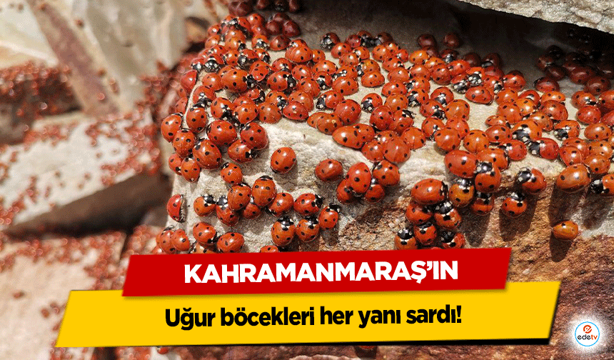 Kahramanmaraş’ın uğur böcekleri her yanı sardı!