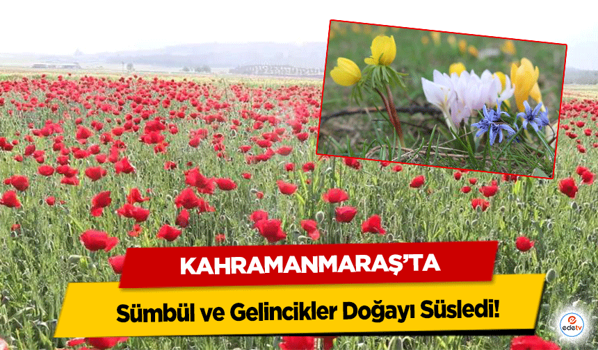 Kahramanmaraş'ta Sümbül ve Gelincikler Doğayı Süsledi!