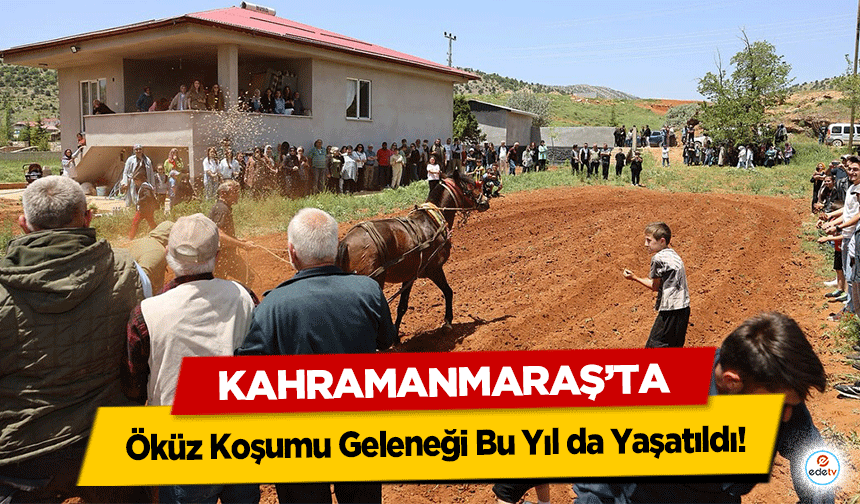Kahramanmaraş’ta Öküz Koşumu Geleneği Bu Yıl da Yaşatıldı!