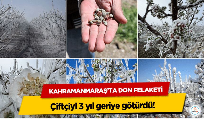 Kahramanmaraş’ta don felaketi çiftçiyi 3 yıl geriye götürdü!