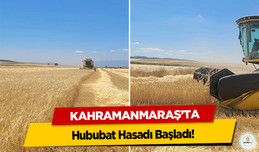 Kahramanmaraş’ta Hububat Hasadı Başladı!