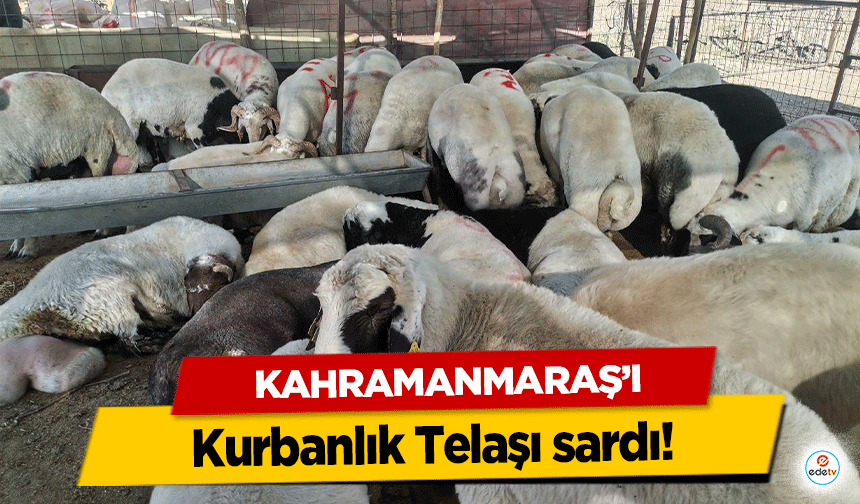 Kahramanmaraş’ı Kurbanlık Telaşı sardı!