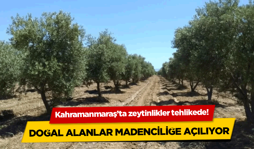 Kahramanmaraş'ta zeytinlikler tehlikede!