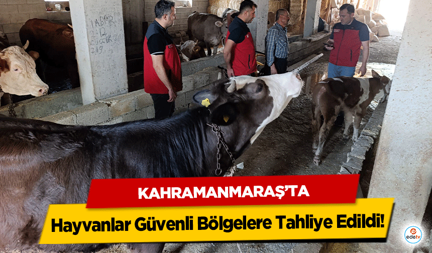 Kahramanmaraş’ta Hayvanlar Güvenli Bölgelere Tahliye Edildi!