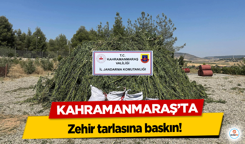 Kahramanmaraş’ta zehir tarlasına baskın!