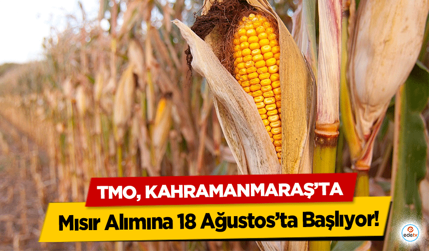 TMO, Kahramanmaraş’ta Mısır Alımına 18 Ağustos’ta Başlıyor!
